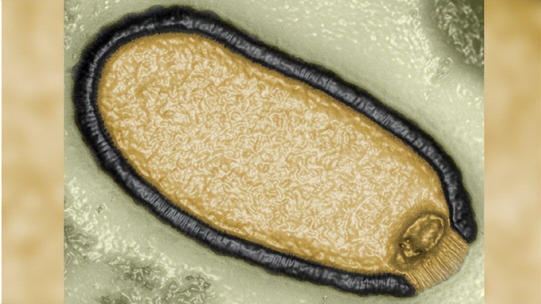 48500年”僵尸病毒”复活，仍具感染性