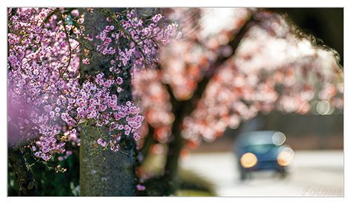 我要对你做,春天对樱花树对的事-I love you just as much as spring loves cherry blossoms